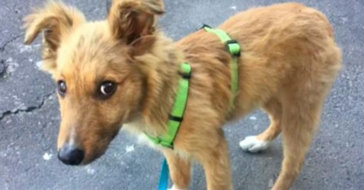 Homeless Pup Wanted A Home So Badly, He’d Follow People Home