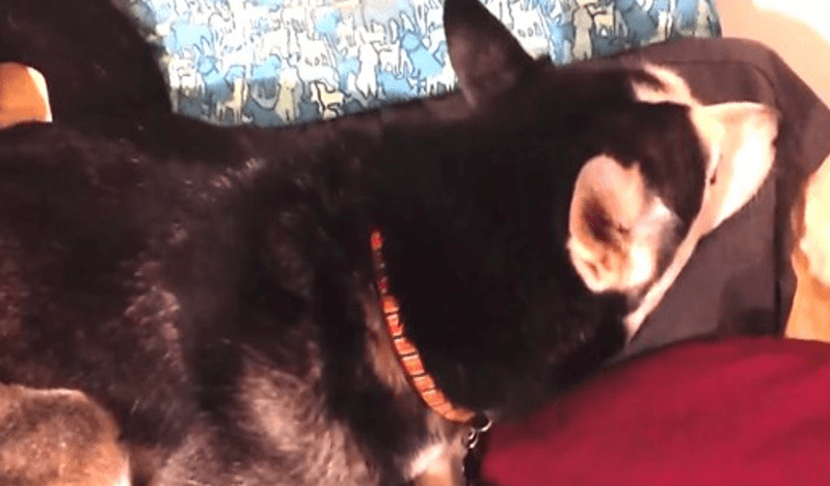Husky Is Upset With Mom And Won’t Look At Her And Then Mom Starts Singing Her Favorite Song