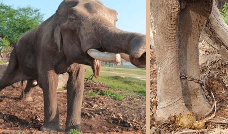 Nicknamed The Unluckiest Elephant In The World, He Knew Nothing But A Life Of Suffering For 50 Years