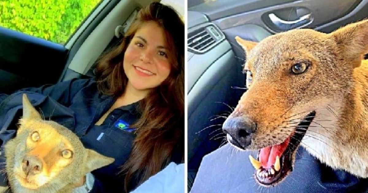 Woman Rescues “Injured Dog”, Is Startled When The Vet Says He Isn’t Even A Dog
