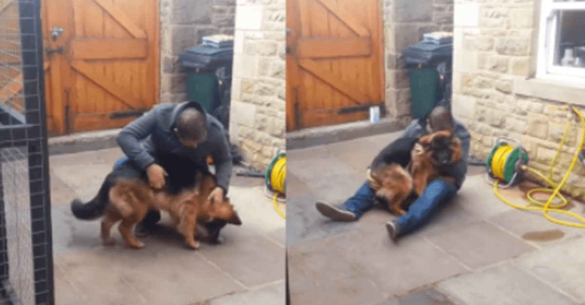 German Shepherd Cries Out And Collapses Into His Owner’s Arms After Months Apart