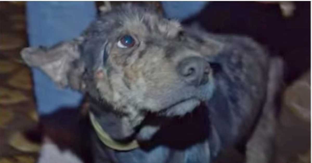 Feeble Dog Chained Up For 5 Years Wept As Rescuer Held Her Face In Her Hands