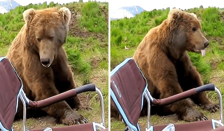 Bear Wakes Up From His Nap And Walks Up To A Camper And Sits Right Next To Him