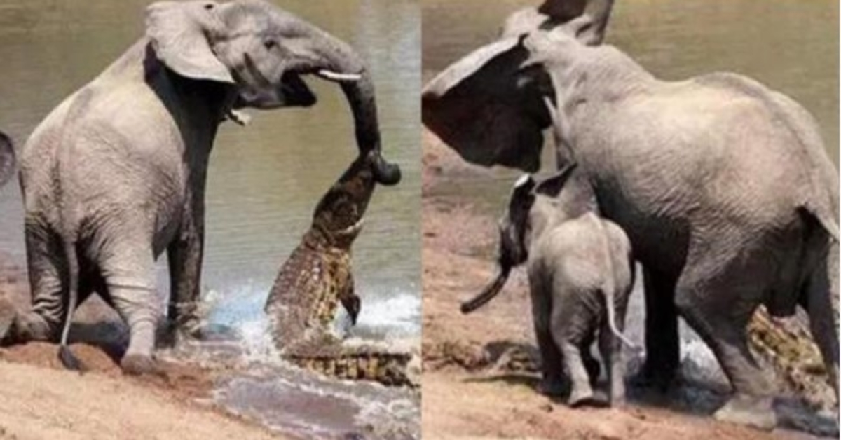 Mother Elephant Saves Her Baby From Fatal Crocodile Attack By Brilliant Trick