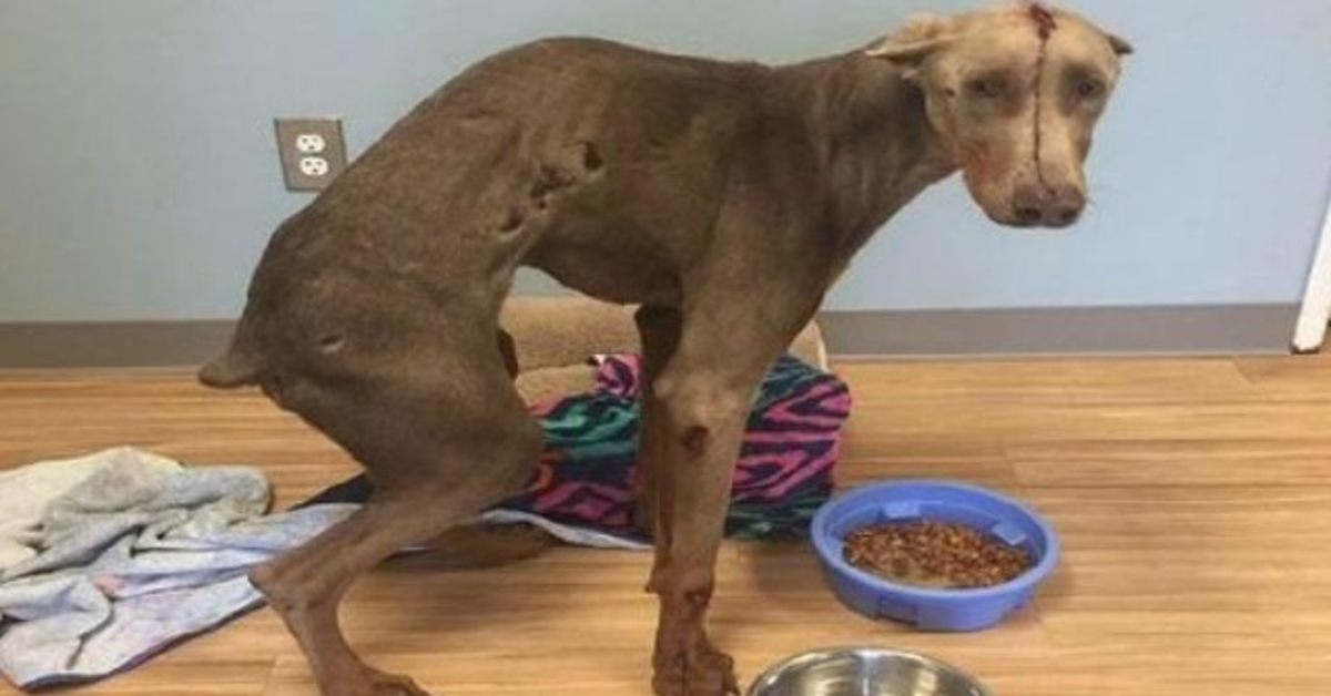 Hit by a Car While Eating Road Kill, Spencer Recovers and Waits for His Forever Home