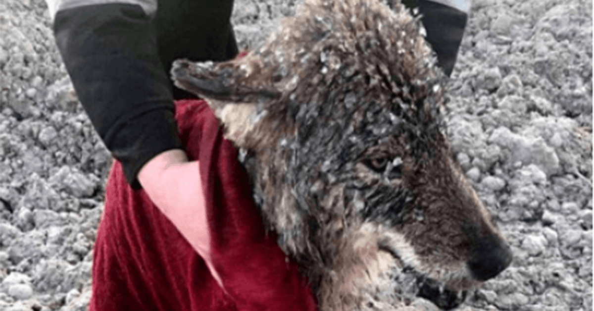 Men Rescue Wolf They Thought Was A Dog From Drowning In Freezing Water