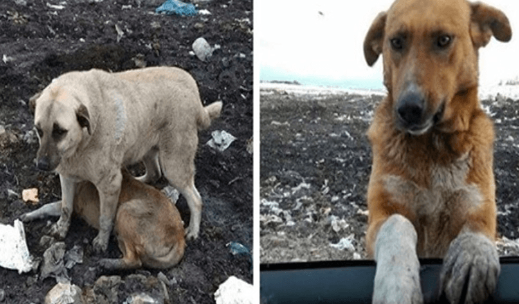 Stray Dog Who Lived At The Garbage Dump Would Beg People To Adopt Him
