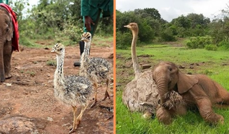 Rescued Ostrich Who Comforts Orphaned Elephants Finds Best Friend