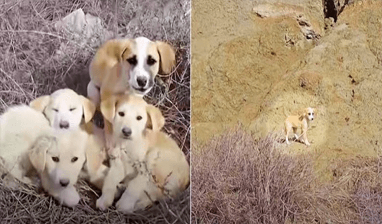 Woman & Hubby Run Into Unwanted Puppies, They All Want To Be Saved But 1