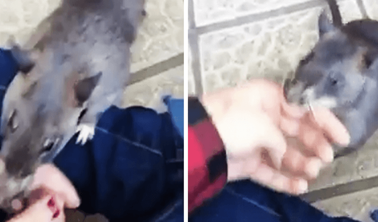 Giant Mother Rat Drags Human By Her Hand To Show Off Her New Babies