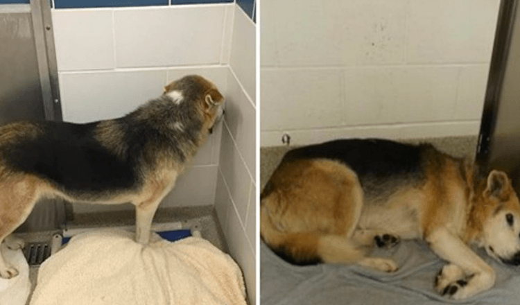 Unwanted Elderly Dog Who Put His Face In The Corner Of Kennel Finds Dream Home