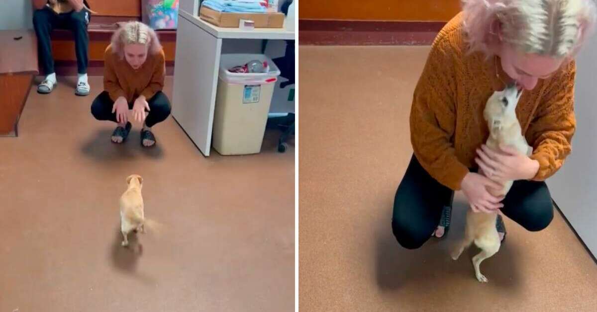 Dog Who ‘Died’ Runs Into Mom’s Arms When She Sees Her At Shelter