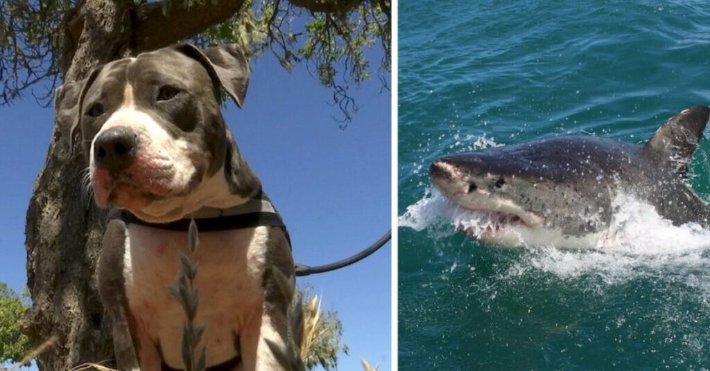 Pitbull Fights Off a 6-Foot Shark to Rescue his Owner