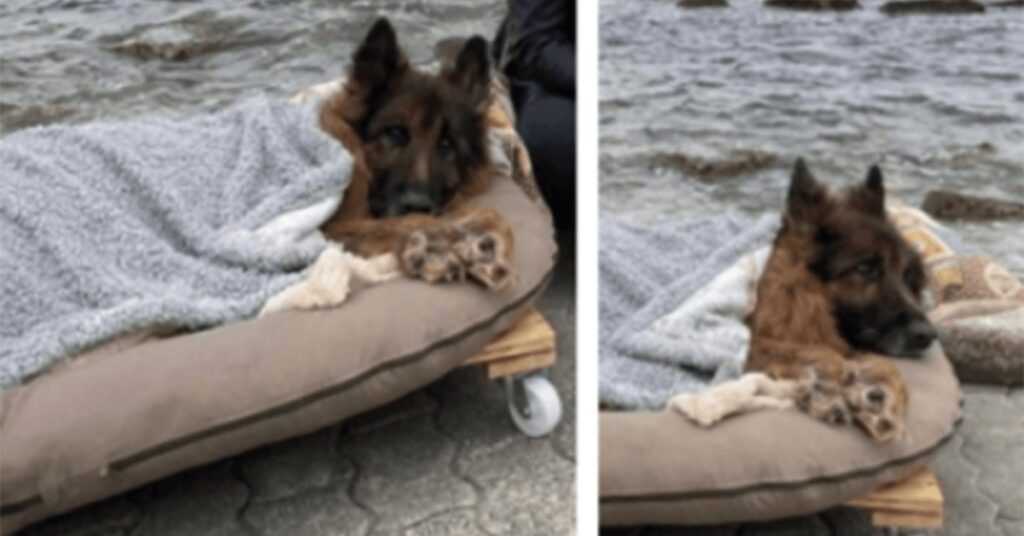 Old and paralyzed dog that was abandoned, meets the sea and true love before dying