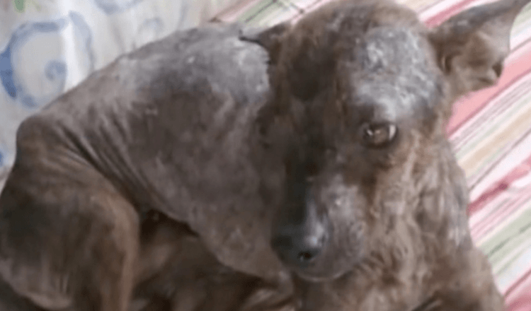 Rescuers Follow Starving And Sick Stray Dog Until It Collapses In Street