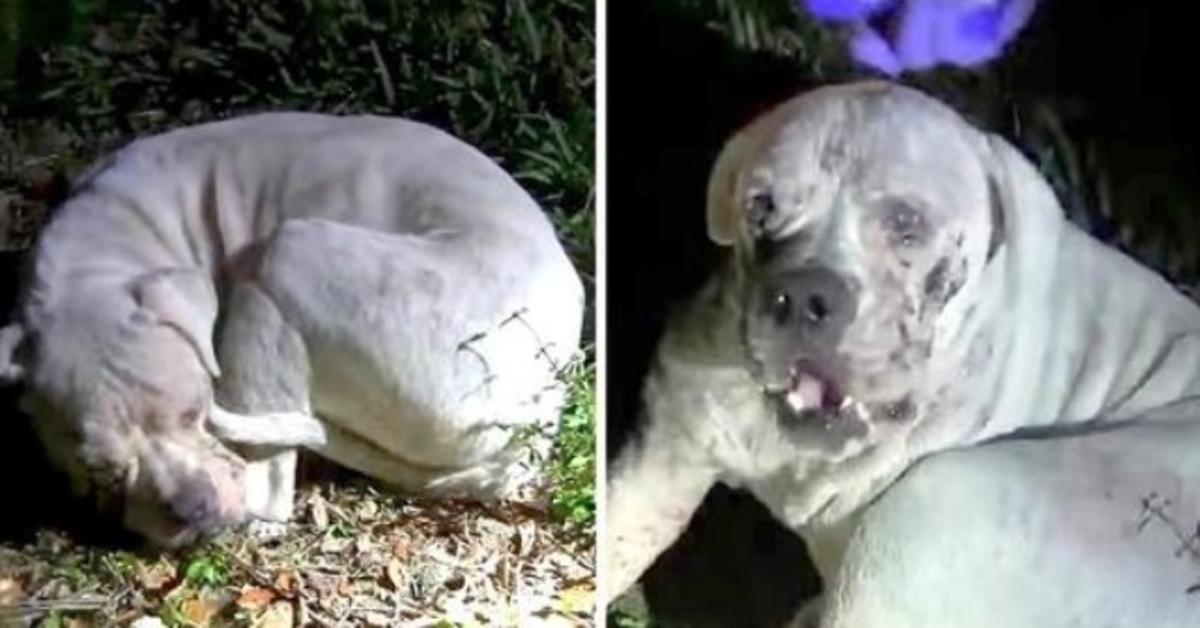 Sick Dog Dumped In Deserted Wetland Sees A Light Flashing On Him And Looks Up