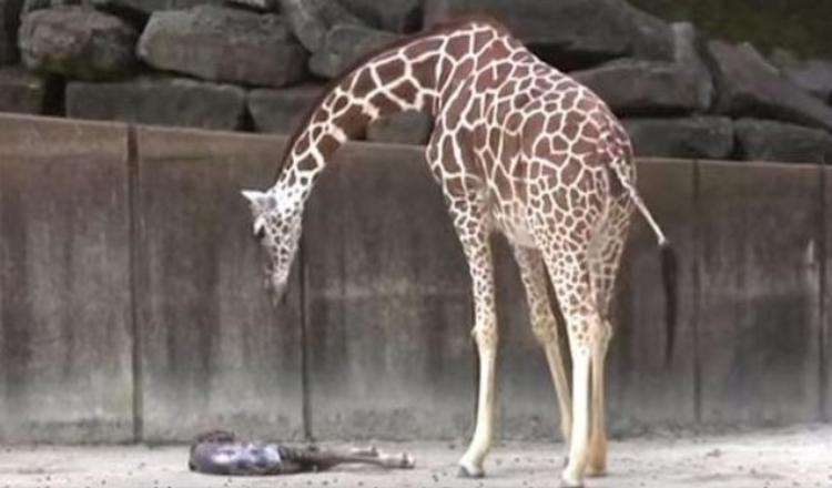 Mama Giraffe Watches For Any Signs Of Life In Her Exhausted Newborn Baby