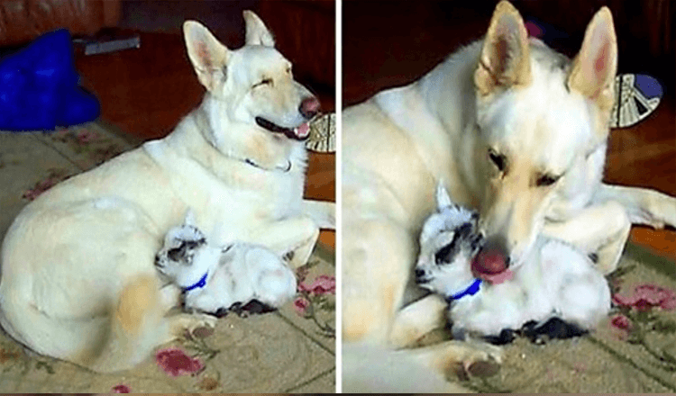 White German Shepherd Adopts Pygmy Baby Goat And Cuddles Her Like Her Own Puppy