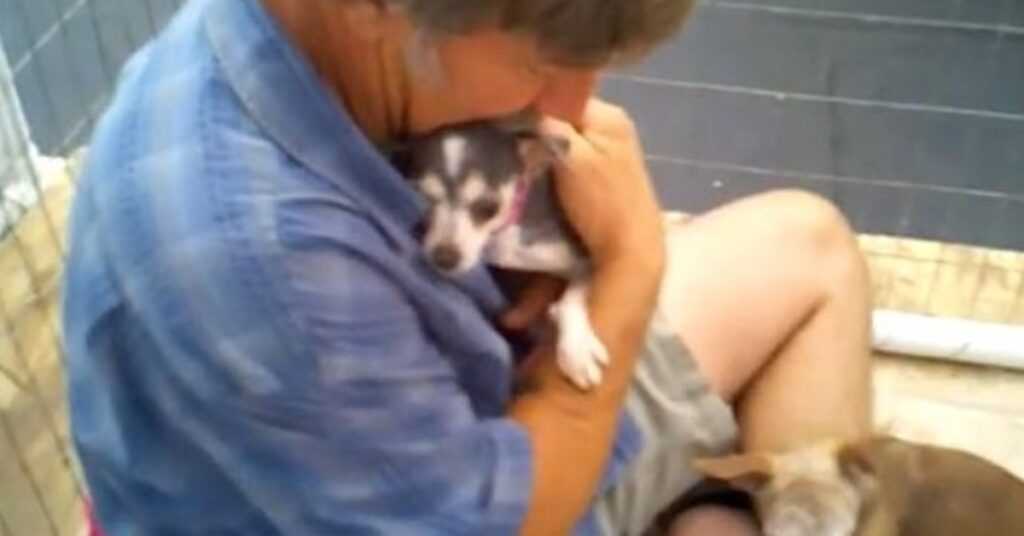 Puppy Mill Dog Never Felt A Human’s Touch, So Volunteer Gets In Kennel With Her