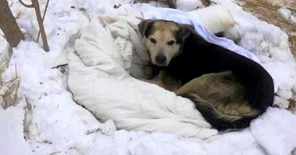 Dogs In Stray’s Pack Die Away One By One, The Last One Left Becomes All Alone