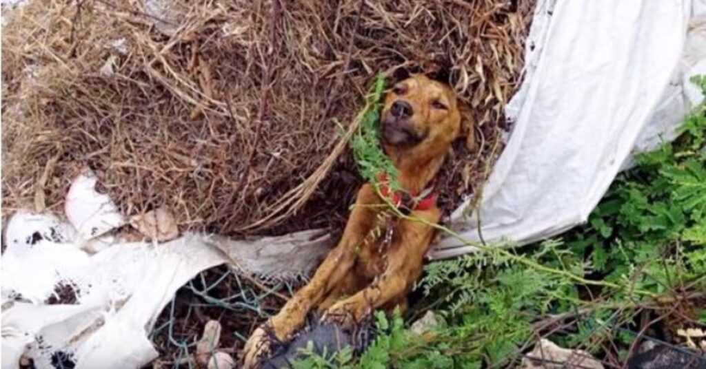 He Laid Dying, Stuck On Side Of Road But Soon His Past Would No Longer Haunt Him