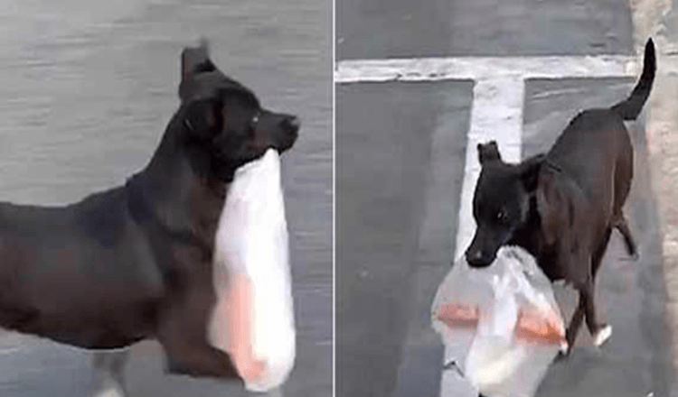 For Ten Years Now, This Dog Goes to the Store Everyday to Buy Breakfast For His Beloved Grandmother