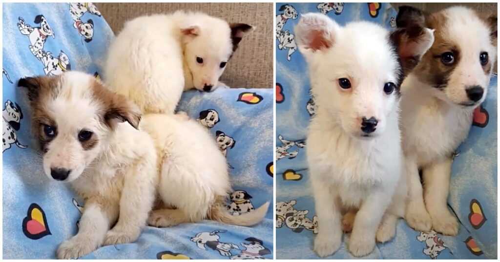 Soaking Wet Pups Huddle Together For Warmth After They’re Left To Freeze In Snow