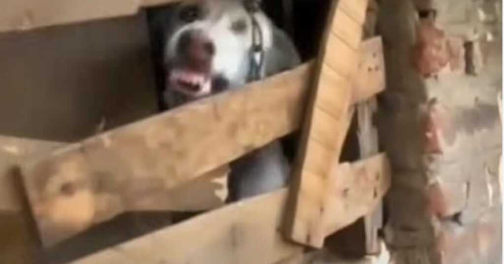 Dog Locked Away In A Room For Over A Year Showed His Teeth To Rescuers