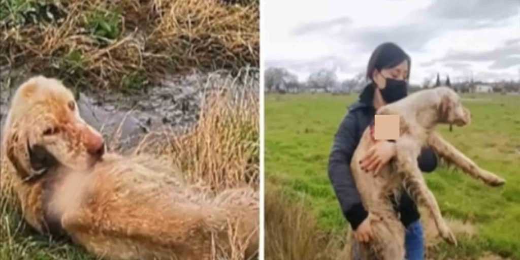 Rescuers find abandoned hunting dog rotting alive in field and become determined to save her