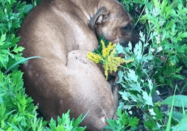 Dying Pit Bull Had Lost All Hope When Kids Found Him In The Grass Just In Time