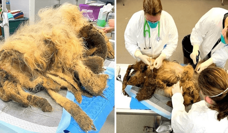 Elderly Dog Suffers From Severe Neglect After Owner’s Death, Found With 9lb Of Fur