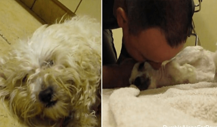 Scheduled For Euthanasia, A Simple Hug In Final Moments