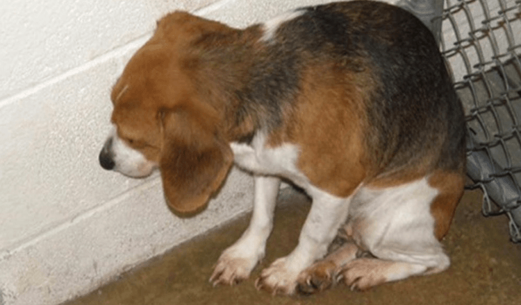Scared Shelter Dog Was Constantly Ignored And Does Not Understand Why