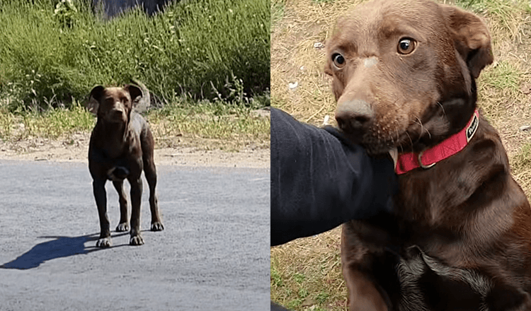 Sad Dog Waits Every Day In The Same Place For Someone To Save Him