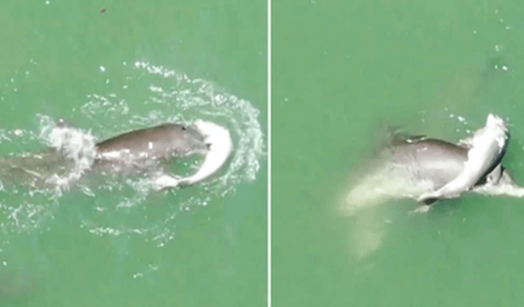 Heartbroken Mother Dolphin Won’t Let Go Of Her Baby’s Body