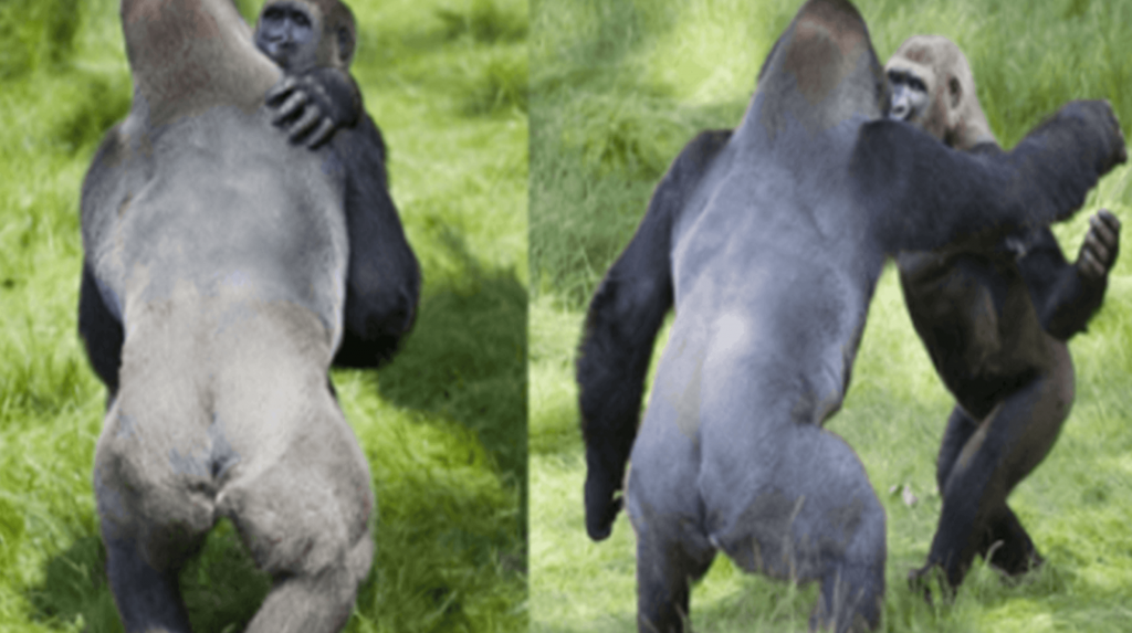 Touching Moment Of Two Hugging Gorillas Reuniting After Being Separated For 3 Years