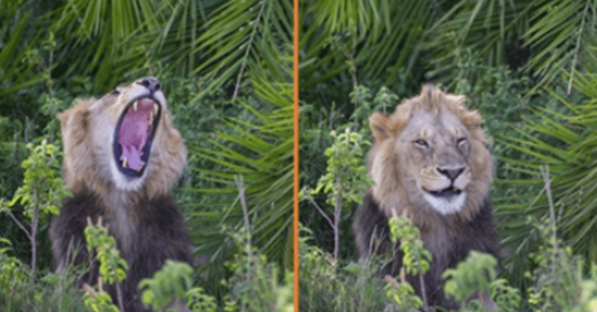 Lion Surprises Photographer With Scary Roar, Then Winks And Smiles At Him