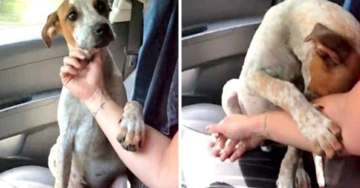 Woman Rescues Dying Chained Up Dog, The Dog Grabs Her Hand To Say ‘Thank You’
