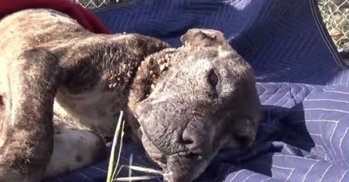 Rescuers Move Heaven And Earth To Save Sick Dog Left On A Bridge To Die