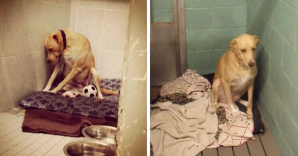 ‘The World’s Saddest Dog’ Loses Her Home Again, And Might Be Put To Sleep If No One Adopts Her Soon