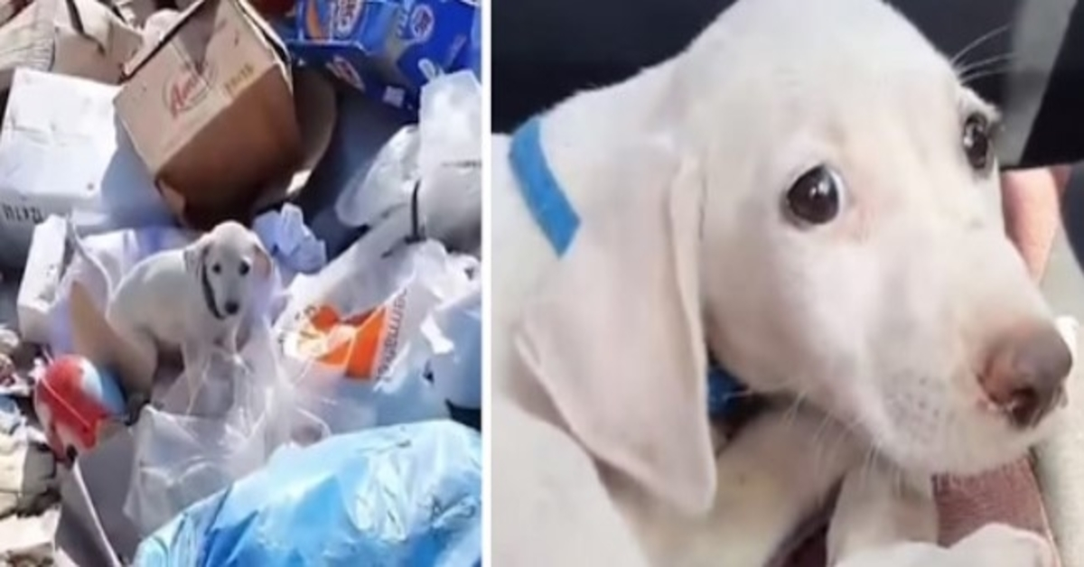 Puppy Thrown Out At Garbage Dump Has Best Life Now