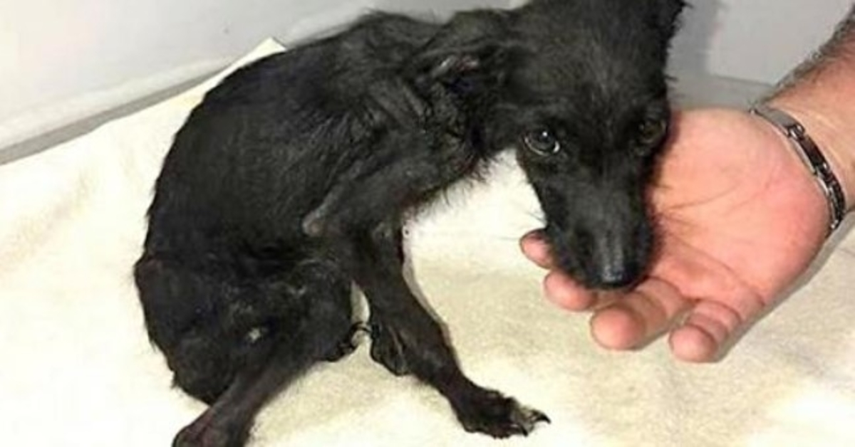 A Victim Of Extreme Cruelty, Tiny Pup Was Unloved & Forgotten His Whole Life