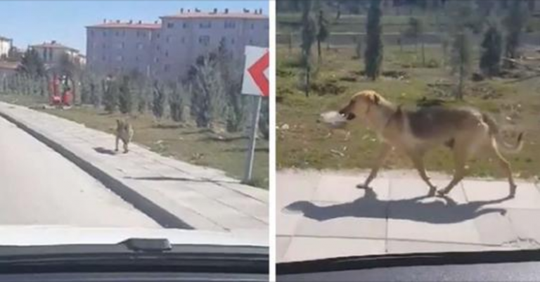 Man Sees Stray Dog Carrying Bowl Of Food And Decides To Follow Her