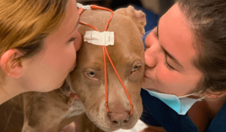 Miracle Puppy Survives Brutal Stabbing Thanks To Her Heroic Adopter