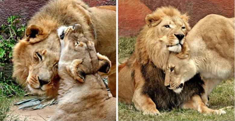 Sick Lion Couple Was Put Down Together So Neither Of Them Would Be Alone