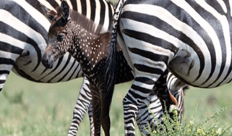 Baby Zebra Is Born With Dots Instead Of Stripes – First Time Ever Recorded (+8 Pics)