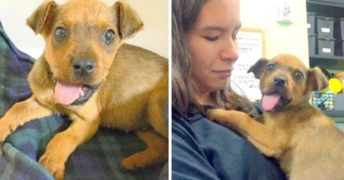 They Broke His Jaw And Threw Him Out Of A Moving Car, But He Still Gives Kisses