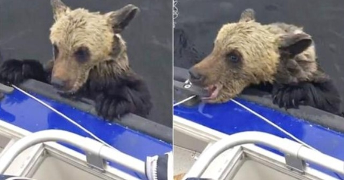 Drowning Baby Bear Paws At Boat For A Boost Bites Down As Men Don t Move
