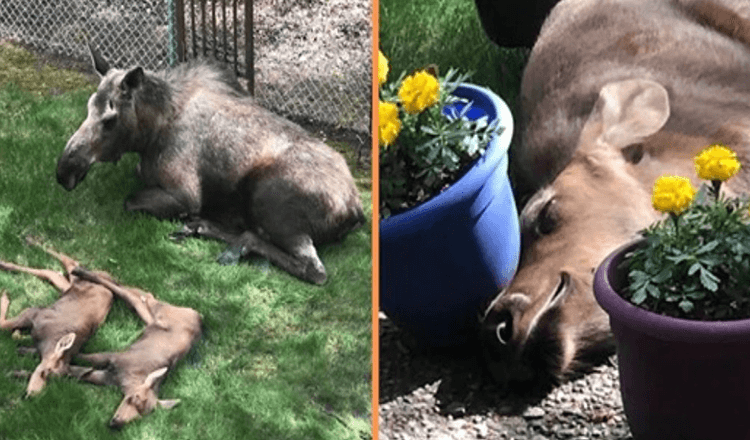 Moose And Her Calves Spend Whole Day In Family’s Backyard – Man Documents it (+20 Pics)