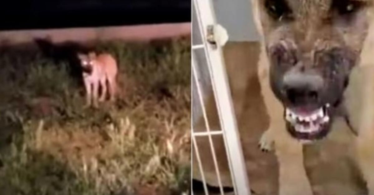 He Stalked A Scared Stray To Save His Life Then Wished He Hadn’t